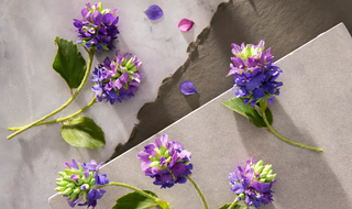 Fresh bakuchiol flowers