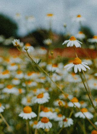 Daisies