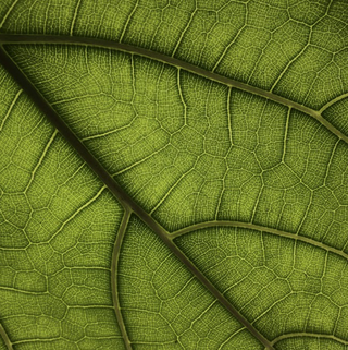 hemp seed leaf