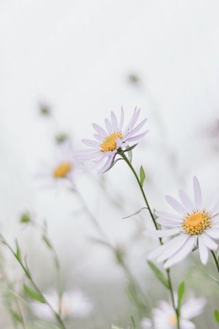 Daisies in a field