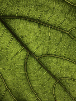 Leaf macroshot