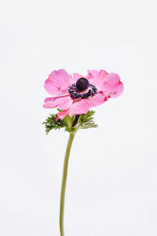 Pink flower on white background