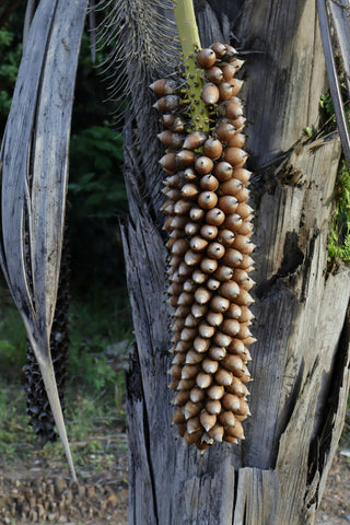 A Babassu on a Tree Trunk