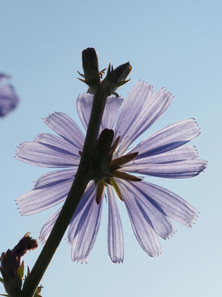 Flower with a blue sky behind