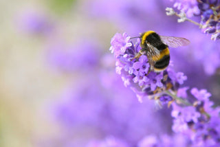 Bumblebee on lavender