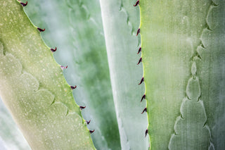 Aloe vera plant