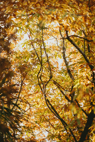 Autumnal trees