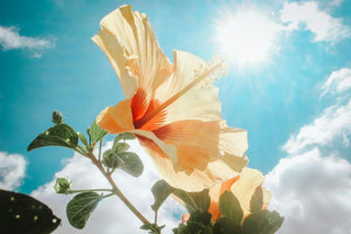 A close-up photograph of a vibrant hibiscus flower in full bloom, bathed in warm sunlight against a bright blue sky with scattered white clouds