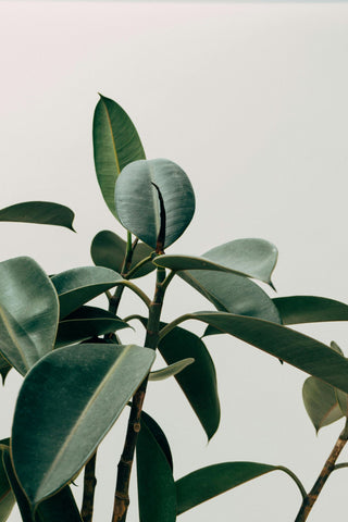 Plant on white background